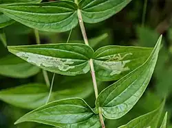Chromatomyia gentianae