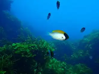 Chromis klunzingeri