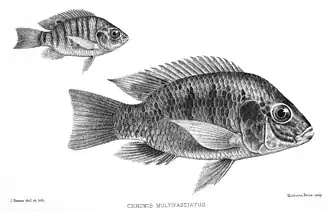 Sarotherodon galilaeus
