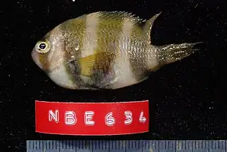 Chrysiptera annulata