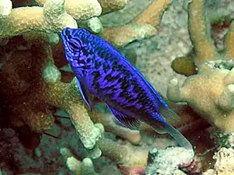 Chrysiptera springeri