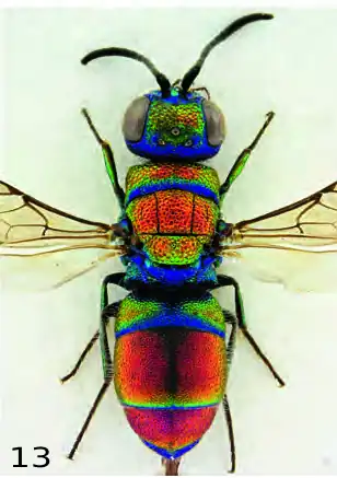 Chrysis auriceps