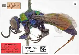 Chrysis aurotecta