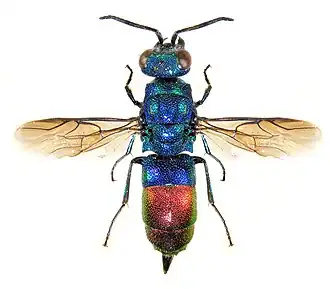 Chrysis fulgida