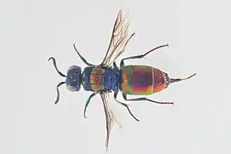 Chrysis illigeri