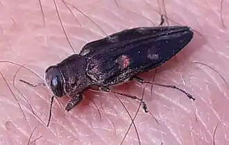 Goudgepuncteerde dennenprachtkever