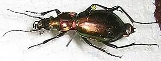 Carabus splendens