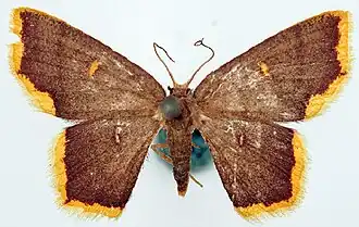 Chrysocraspeda auristigma