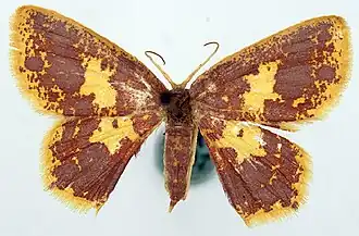 Chrysocraspeda dinawa