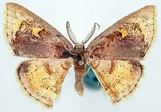 Chrysocraspeda flavimacula