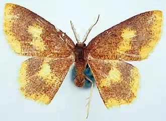 Chrysocraspeda flavimedia