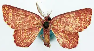 Chrysocraspeda flavisparsa