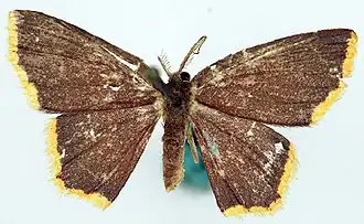 Chrysocraspeda indopurpurea