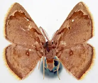 Chrysocraspeda praegriseata