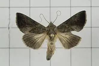 Chrysodeixis heberachis