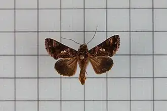 Chrysodeixis minutus