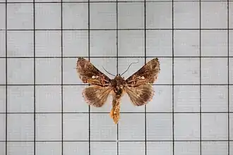 Chrysodeixis taiwani