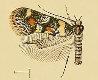 Chrysoesthia boseae