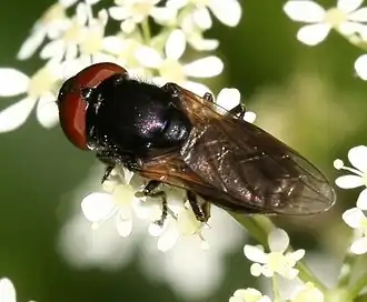Chrysogaster cemiteriorum