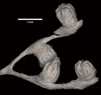 Chrysogorgia desbonni