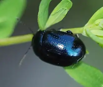 Chrysolina geminata