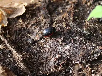 Chrysolina gypsophilae
