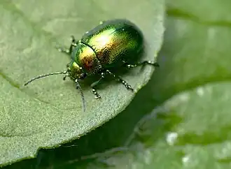 Groene muntgoudhaan (Chrysolina herbacea)