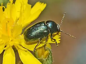 Cryptocephalus virens