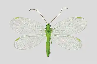 Chrysopa dasyptera