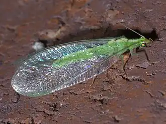Chrysoperla plorabunda