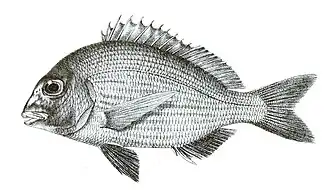 Rhabdosargus haffara