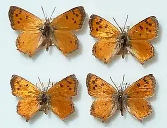 Chrysoritis felthami