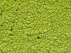 Close-up van het thallus