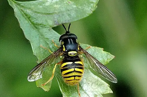 Grote fopwesp(Chrysotoxum cautum)