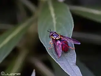 Chrysotoxum triarcuatum