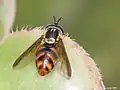 Chrysotoxum triarcuatum