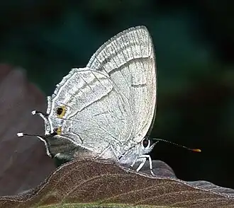 Chrysozephyrus birupa