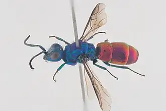 Chrysura radians