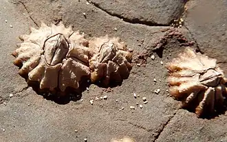 Chthamalus antennatus