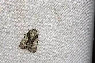 Chytonix costimacula