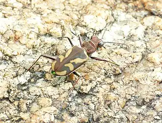 Cicindela calligramma