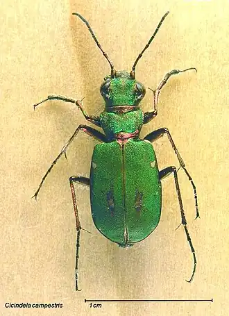 Groene zandloopkever