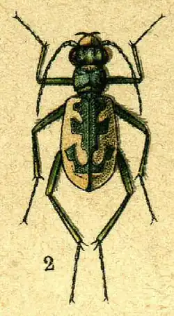 Cephalota elegans