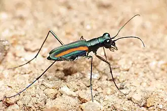 Cicindela hamiltoniana
