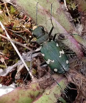 Cicindela sachalinensis