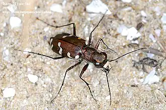Cicindela transbaicalica