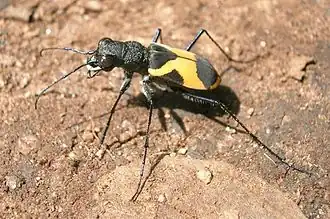 Cicindela goryi