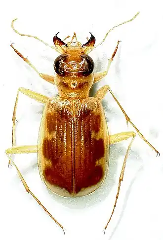 Cicindinae
