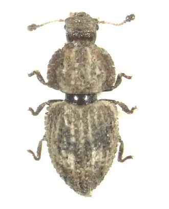 Ciconissus