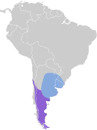 Bandvleugelwipstaart